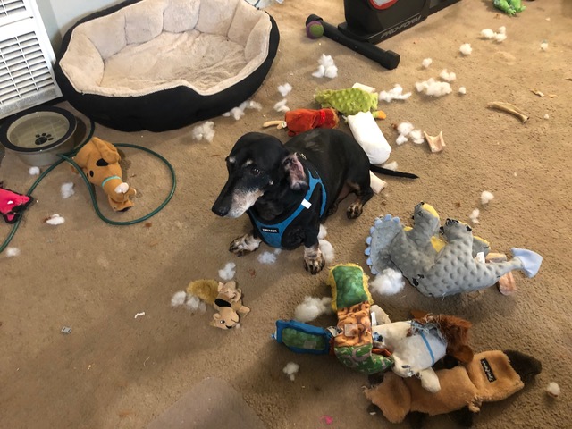 Flash the dachshund is surrounded by the remains, including stuffing, of about six dog toys he has destroyed