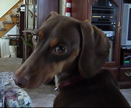 Brown dachshund, with a textbook 
example of puppy-dog eyes