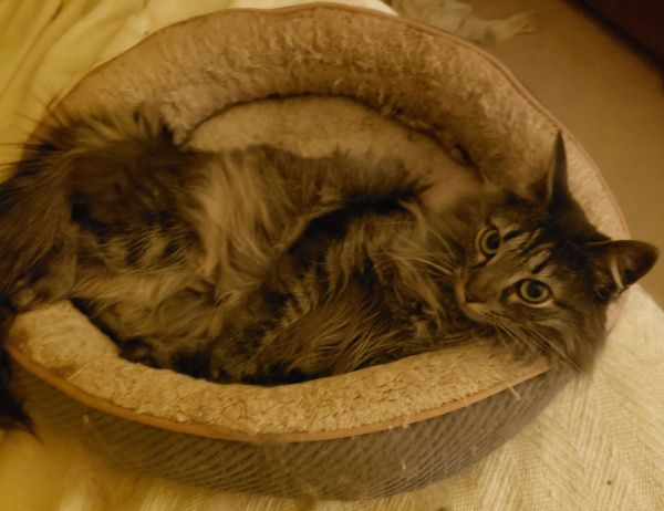 A very handsome gray cat lounging
in a kitty bed