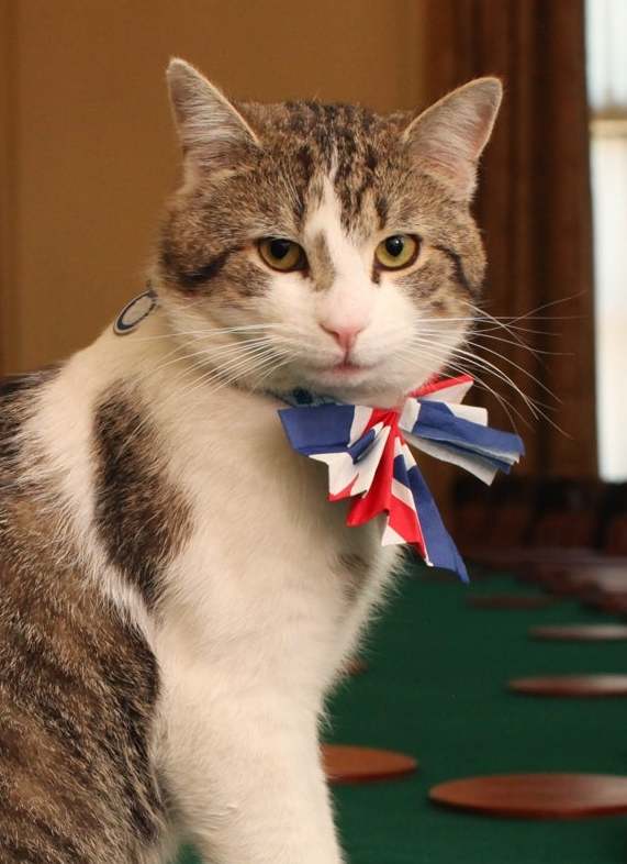 A gray and white cat 
with a Union Jack-patterned bow tied around his neck