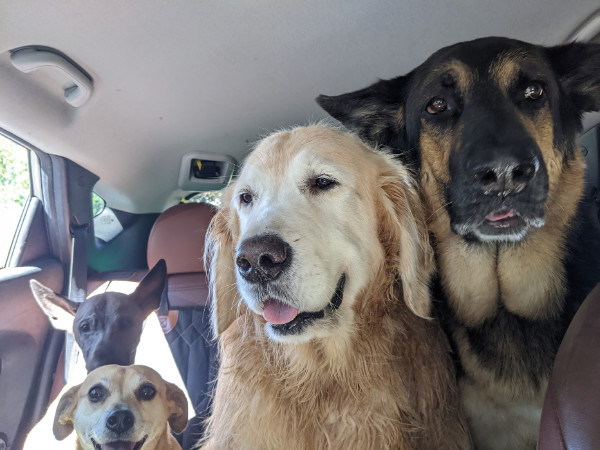 Four dogs, including one that looks 
German Shepherd-like, one that looks Golden Retriever-like, and two that look Chihuahua-like