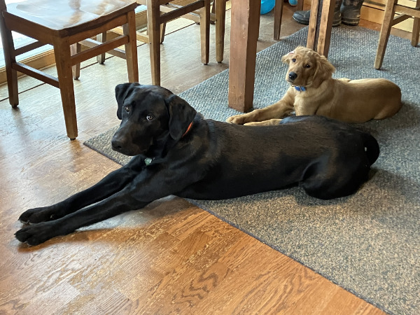 A jet black and a red-brown retriever
under a kitchen table