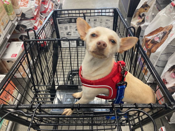 Olivia in a grocery cart