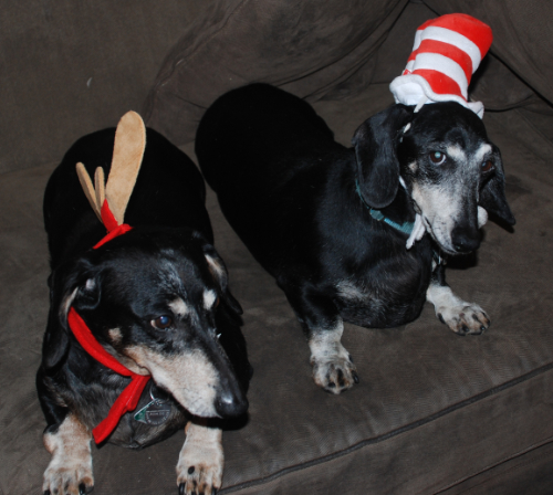 Otto with a Grinch-style reindeer antler and Flash with a 'Cat in the Hat' hat