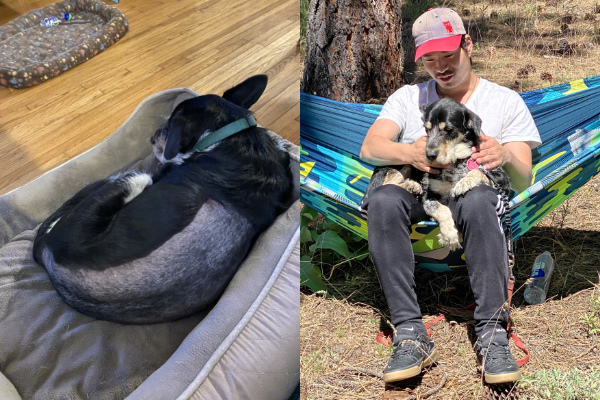 In one photo the dog has a 
shaved back, in the other he's being held by a man on a tree swing