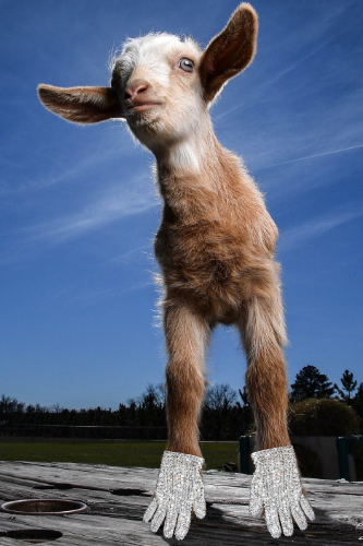 A very small goat with
Michael Jackson gloves on his front hooves