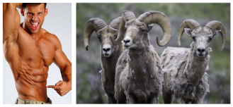 A man pointing at his ab, plus three bighorn rams