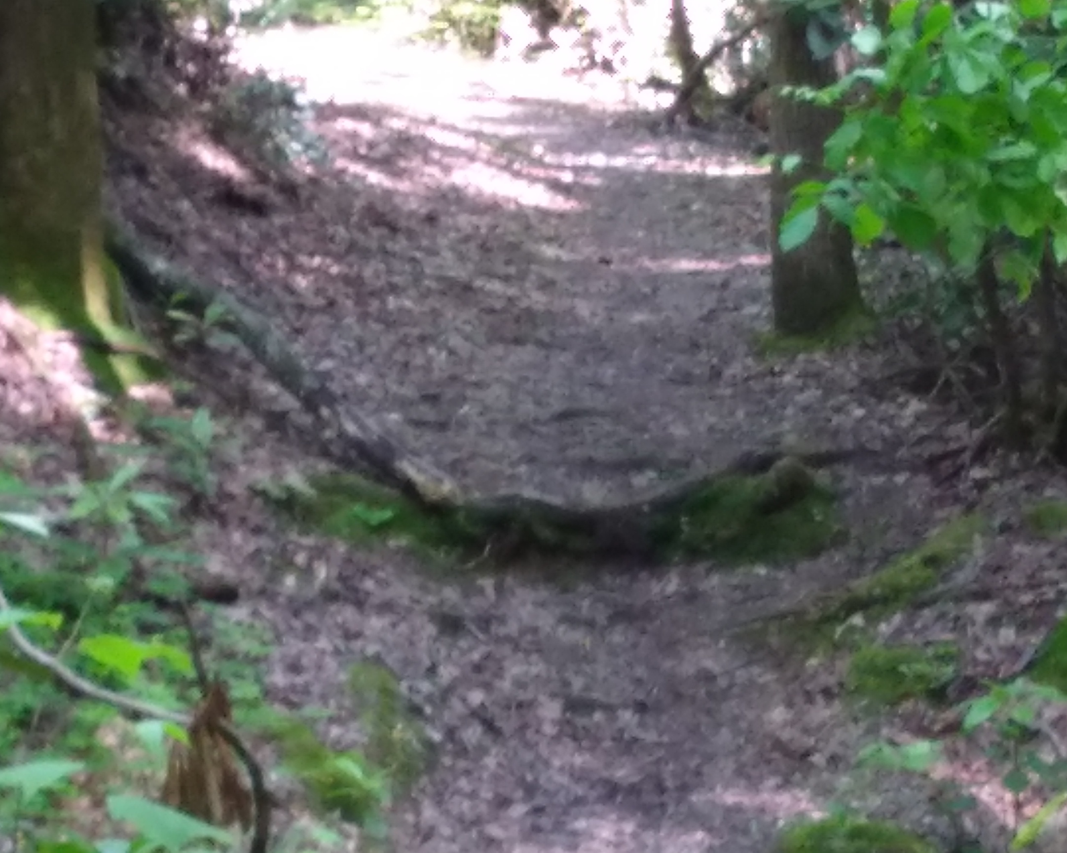 A log lays across a hiking
trail, and looks like a small alligator
