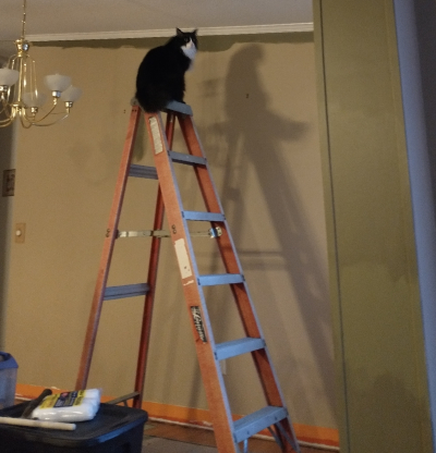 A black cat sits at the top of a ladder