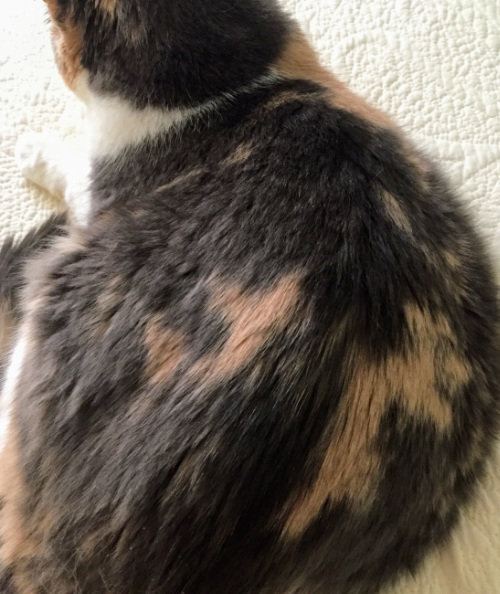 A cat's fur has a pattern that
looks like 'JF'