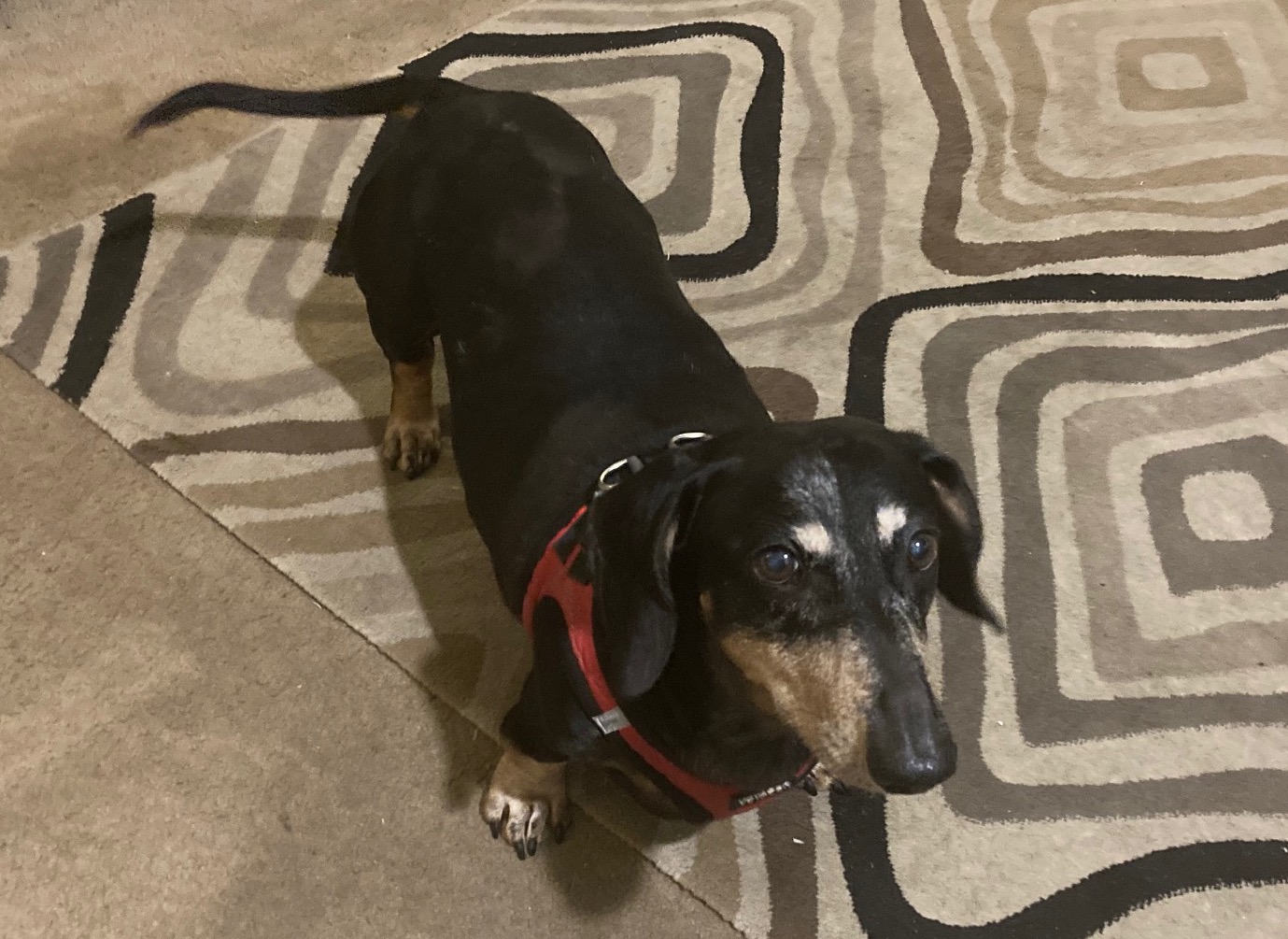 Otto the dachshund looks up at the camera, with a pleasant expression