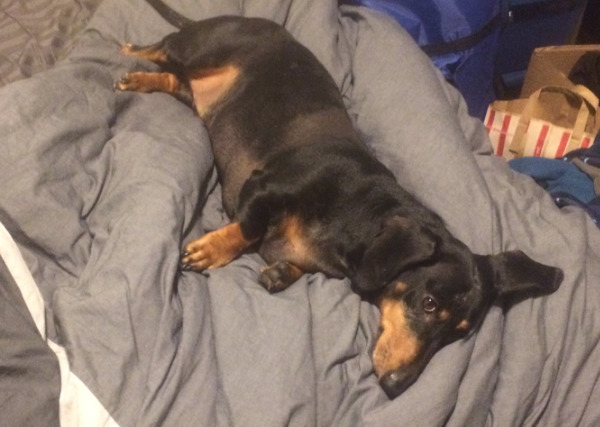 Otto the dachshund lays on the bed