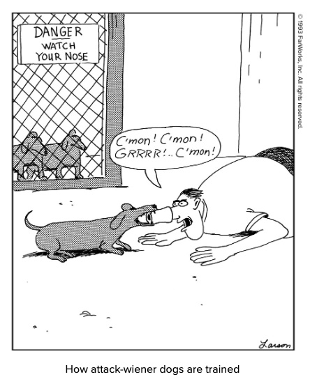 A Far Side cartoon with a man on his 
knees wearing a fake nose, a dachshund biting that nose, and the caption 'How attack-wiener dogs are trained.