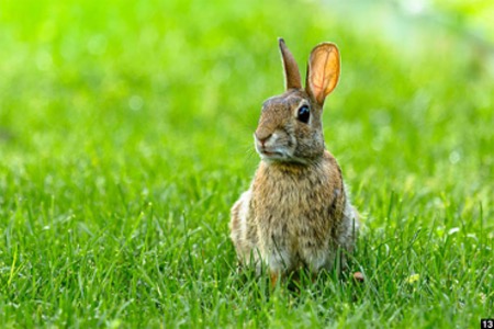 A brown rabbit
