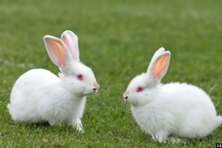 Two white rabbits