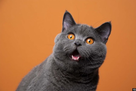 A gray cat