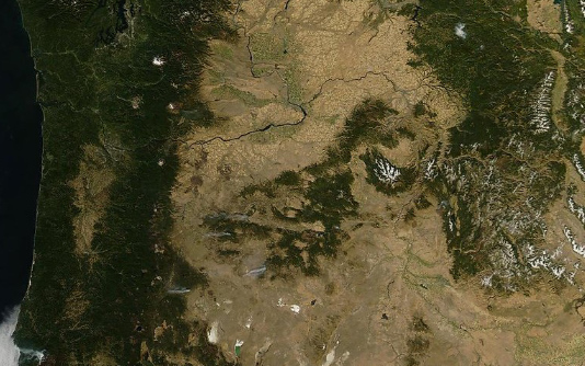 It does look like a grizzly bear