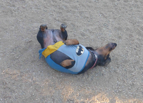Otto as Batman, rolling in the dirt