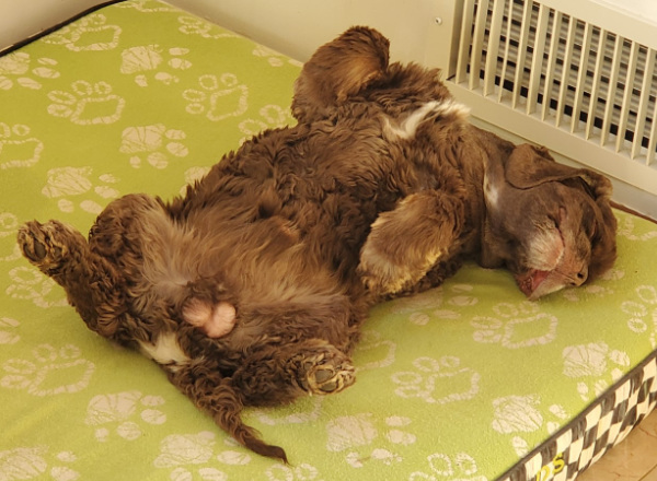 A medium-sized dog is passed out on his back