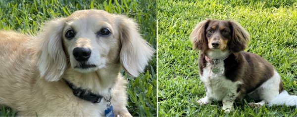 Two smallish dogs, one tan and one brown and white