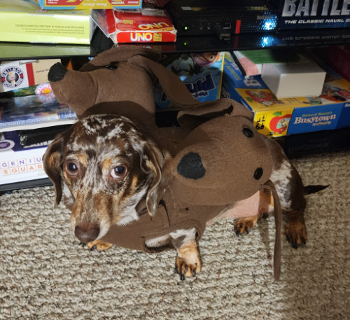 A dappled dachshund with a costume that adds two more heads