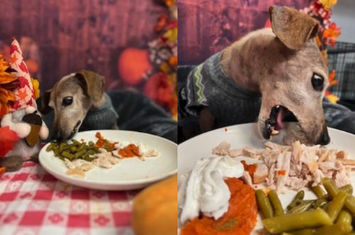 A dachshund eats turkey, green beans, and pumpkin/yams