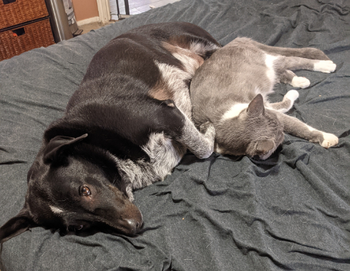 A medium-sized black dog with a much smaller gray cat