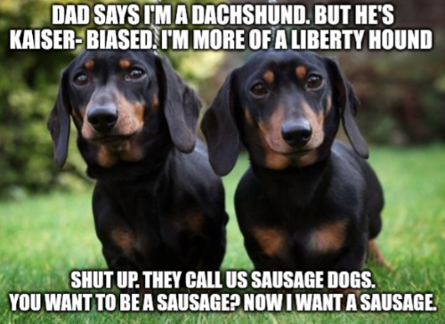Two dachshunds and the caption: 'DAD SAYS I'M A DACHSHUND. BUT HE'S KAISER- BIASED. I'M MORE OF A LIBERTY HOUND.
SHUT UP. THEY CALL US SAUSAGE DOGS. NOW I WANT A SAUSAGE.