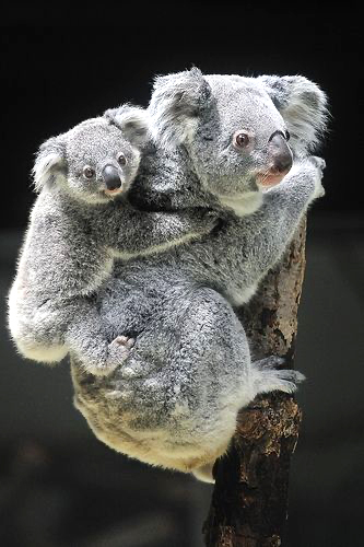 Baby koala clinging to its mother