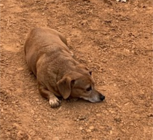 A light brown dachshund
laying on similarly colored clay soil