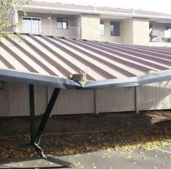 A carport roof has partly collapsed,
and a cat is sitting on the caved in portion. One could conclude that the 15-pound cat collapsed the roof, but clearly, the
cat came along after the roof collapsed, and just chose the most comfortable place to lie down