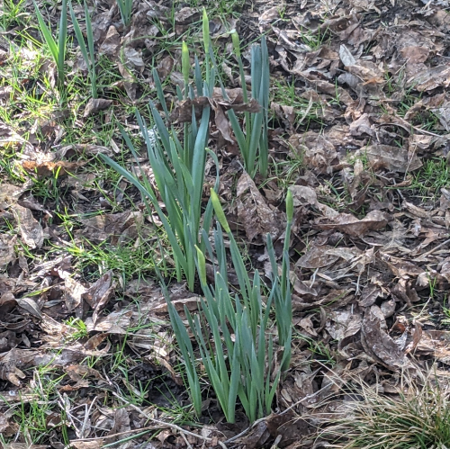 Very small daffodil shoots