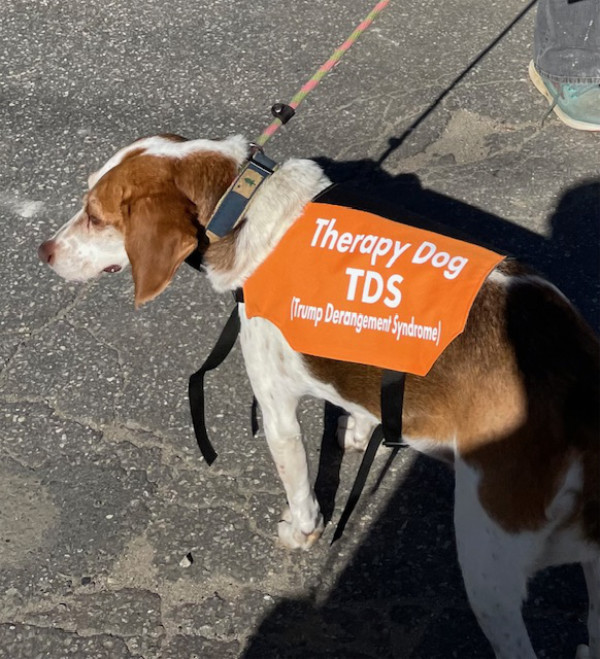 A dog wears
a sign that says 'Therapy Dog - TDS (Trump Derangement Syndrome)