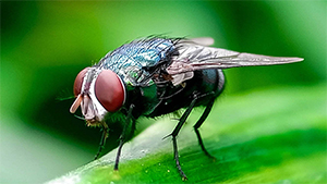Screwworm; it really does look like a housefly