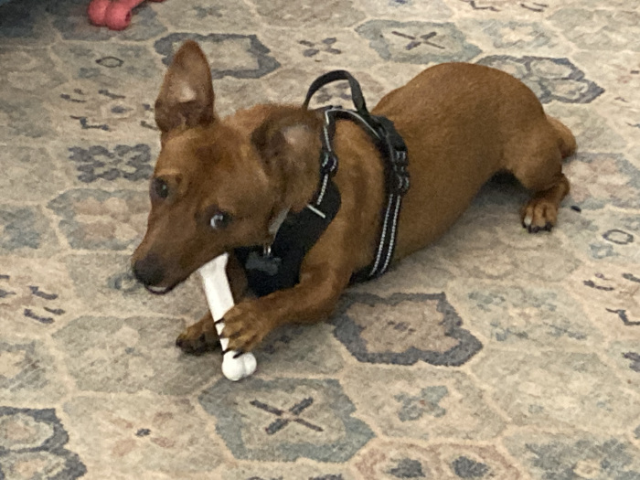 Tuco holding a white plastic bone in his front paws and chewing on it