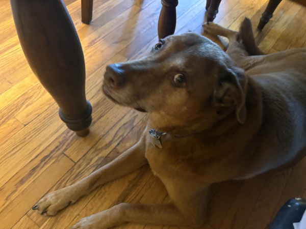 A very large brown dog, lounging under a table