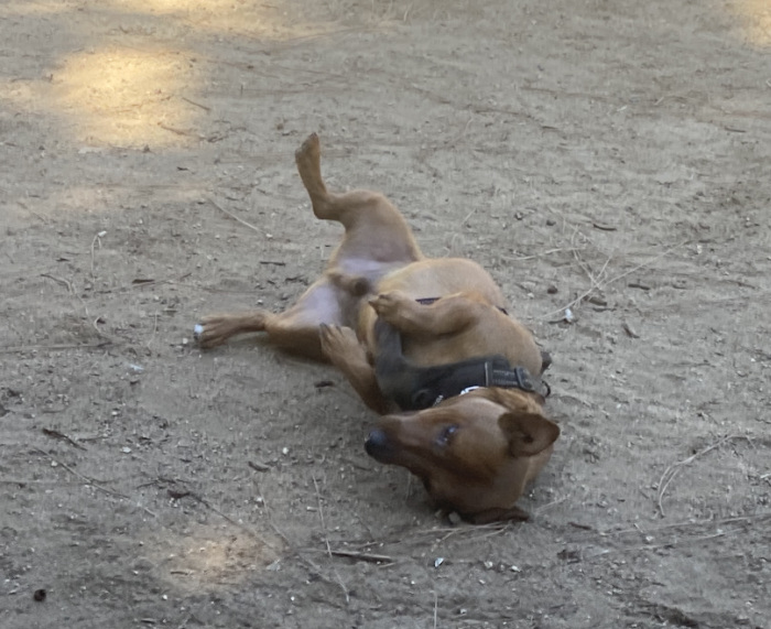 Rolling in the dirt