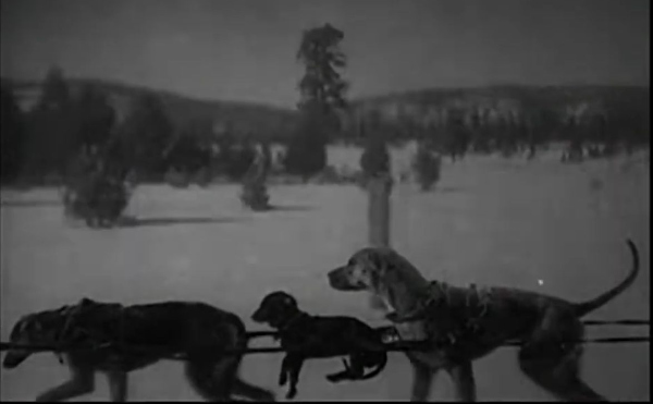 A dachshund is yoked up to
the mushing team, but can't come close to reaching the ground