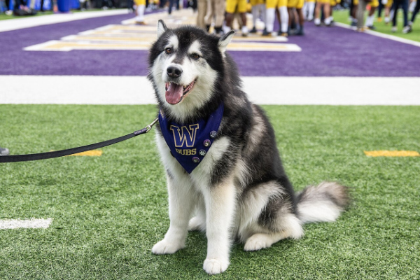 A Husky wearing a bandanna with
his name