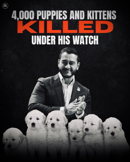 Black background, sinister picture of El-Sayed,
six cute puppies lined up in front of him and the tagline '4,000 PUPPIES AND KITTENS KILLED UNDER HIS WATCH