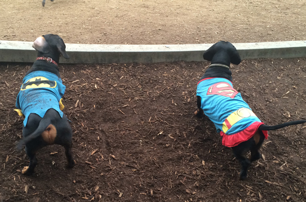 Otto in a Batman onesie, Flash in a Superman onesie