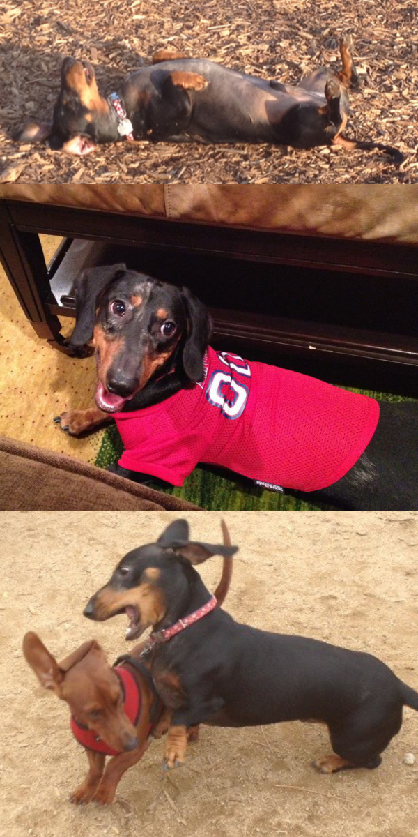 Otto rolling the dirt; Otto
wearing an Angels jersey with an expression of pure joy on his face; Otto wrestling with a dog slightly smaller than he