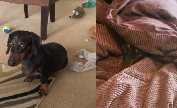 Otto in among a bunch of torn
up toys with a guilty look on his face; Otto buried in a blanket with only his nose and eyes visible