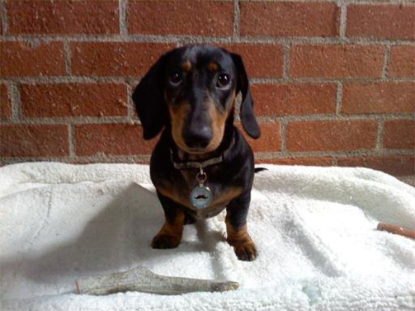 Otto as a small-ish puppy, 
sitting on a doggie bed, wearing a collar with a mustache pendant