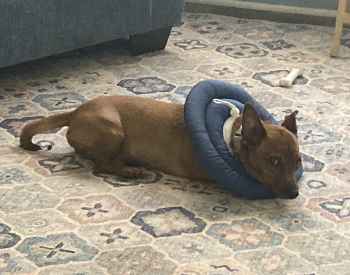 Tuco has an Elizabethan collar on, and is glaring at the camera