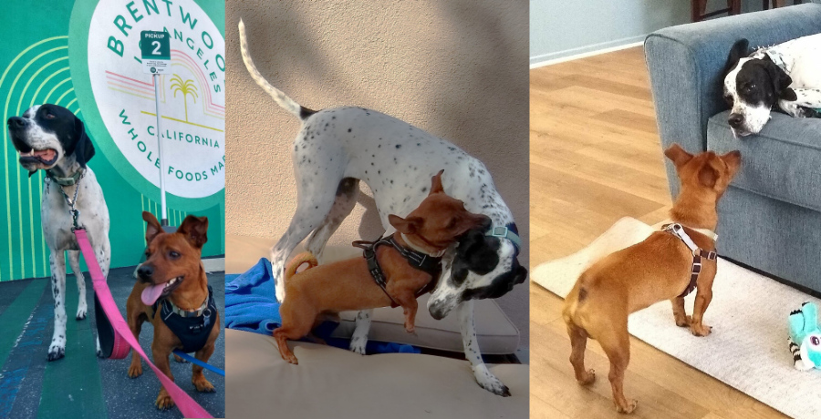 Darcy is white with 
black spots, and looks like a dalmatian (but isn't). In the first picture, they are walking on leashes together.
In the second, Tuco is tugging Darcy's ear. In the third, Darcy is on the couch, and Tuco is trying to get 
her to come down to play.