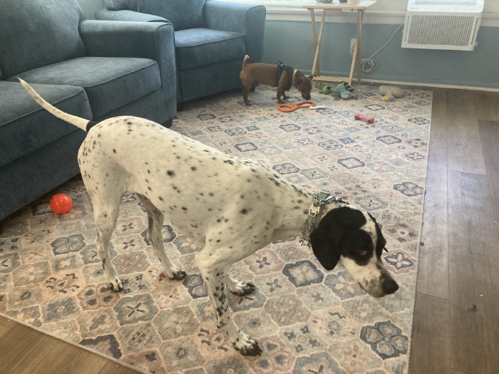 A dalmatian-looking dog and Tuco eating something