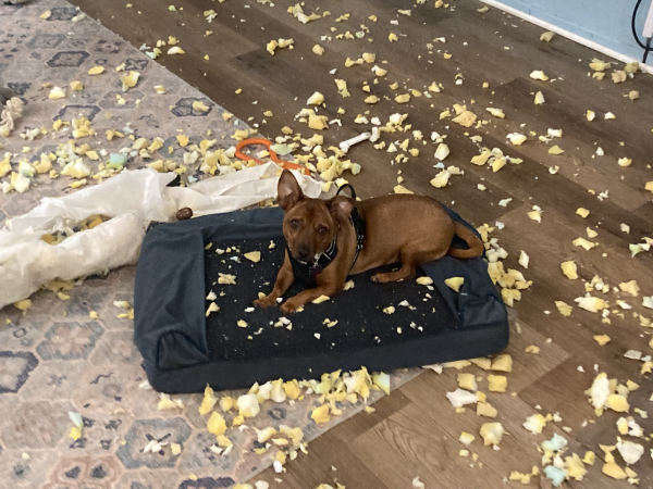 Tuco laying on a dog bed,
parts of which he has shredded, leaving hundreds of chunks of foam everywhere