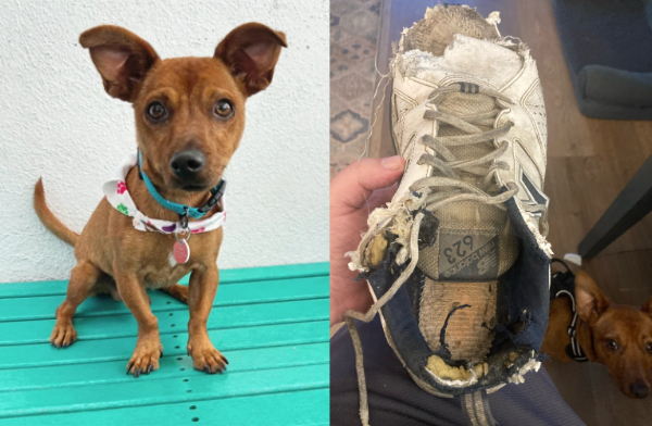 On the left, a small, 
caramel-brown-colored dog; on the right, a chewed up shoe with that same dog in the corner of the photo
