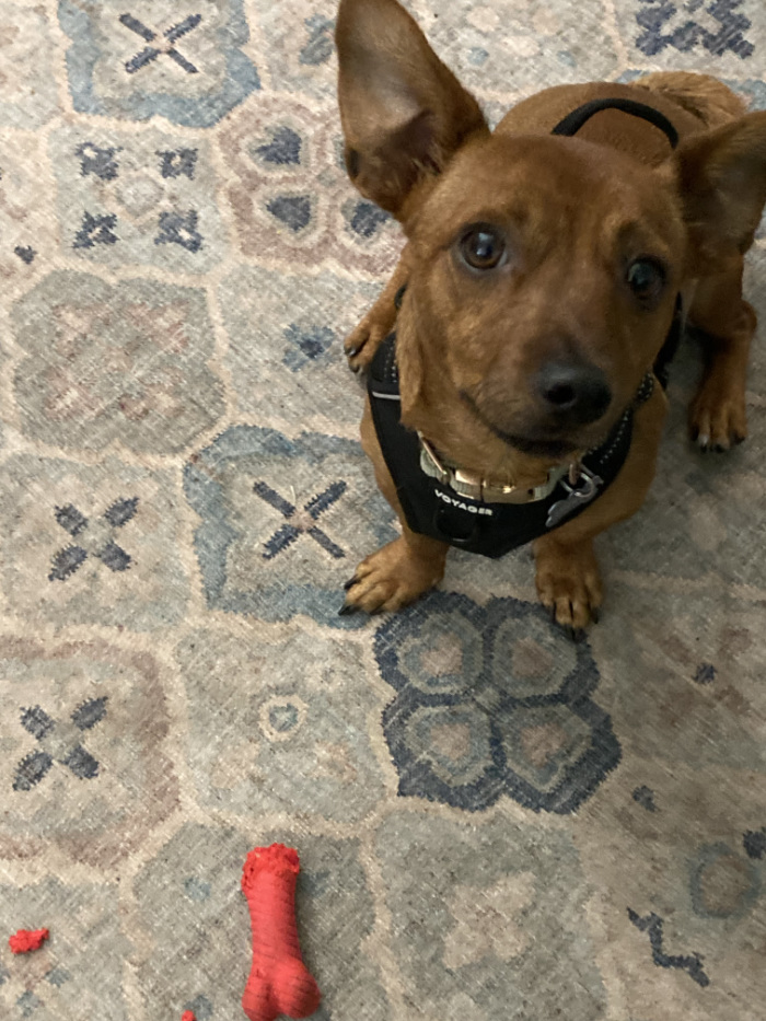 A pink rubber bone has had one end chewed off, such that it looks like a phallus